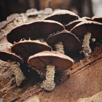 are mushrooms magic?