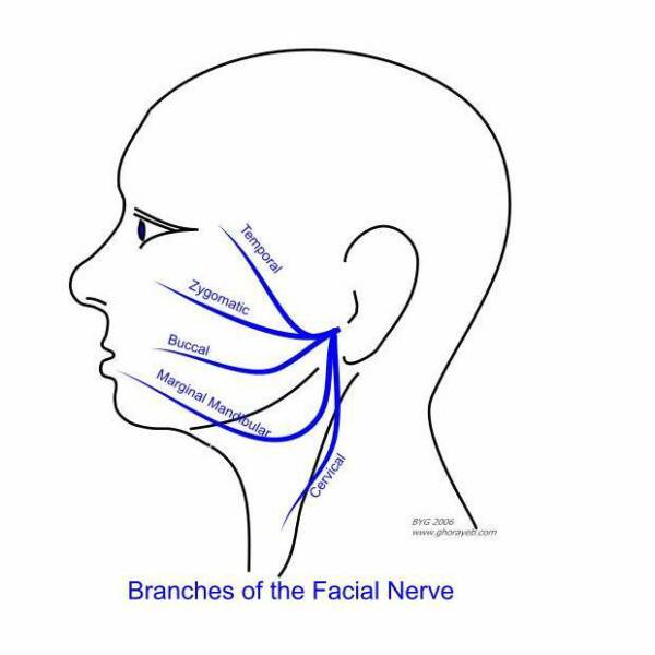 Branches Of The Facial Nerve Chart