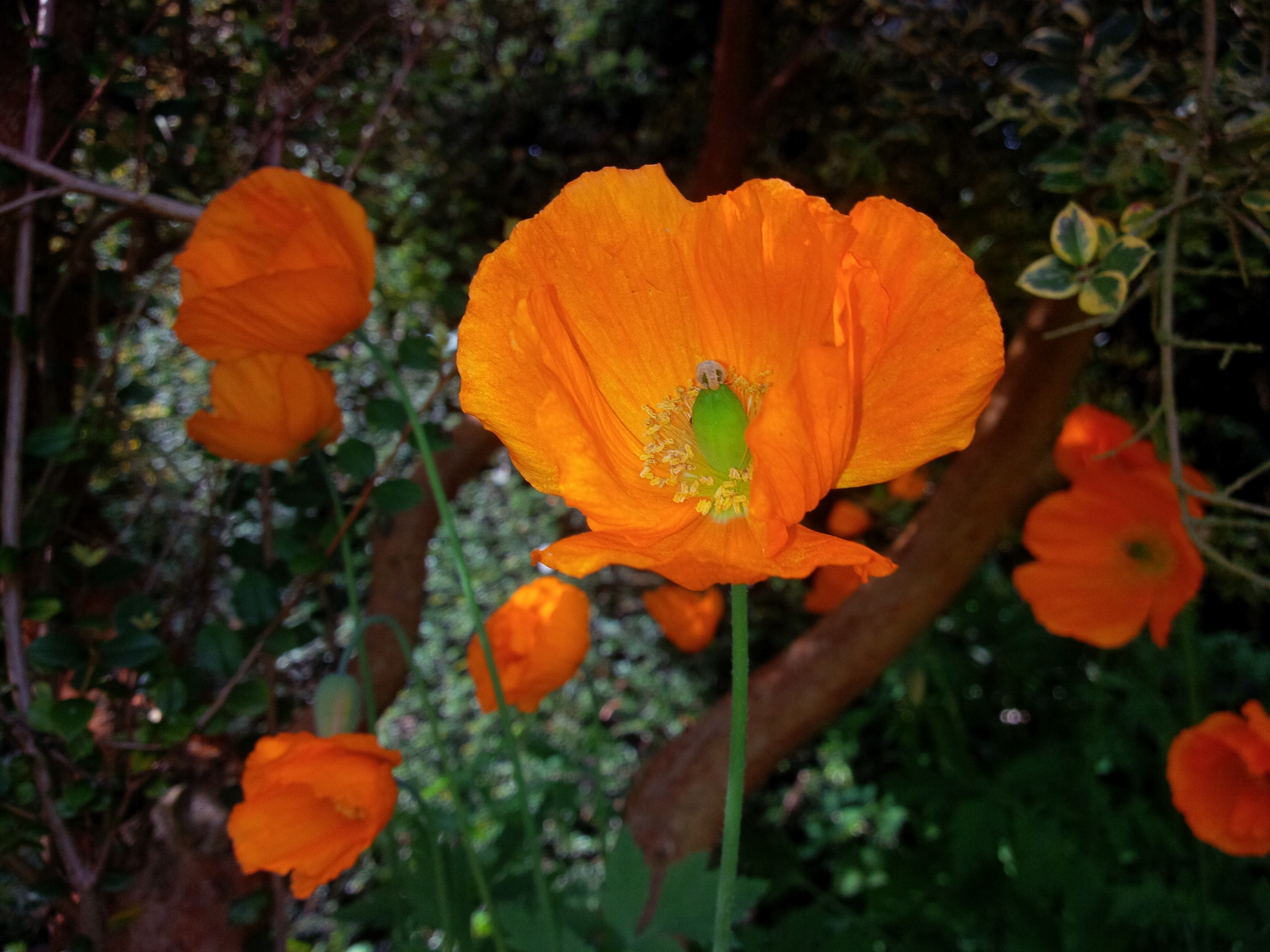 Dark Powers of the Prescribed Poppy