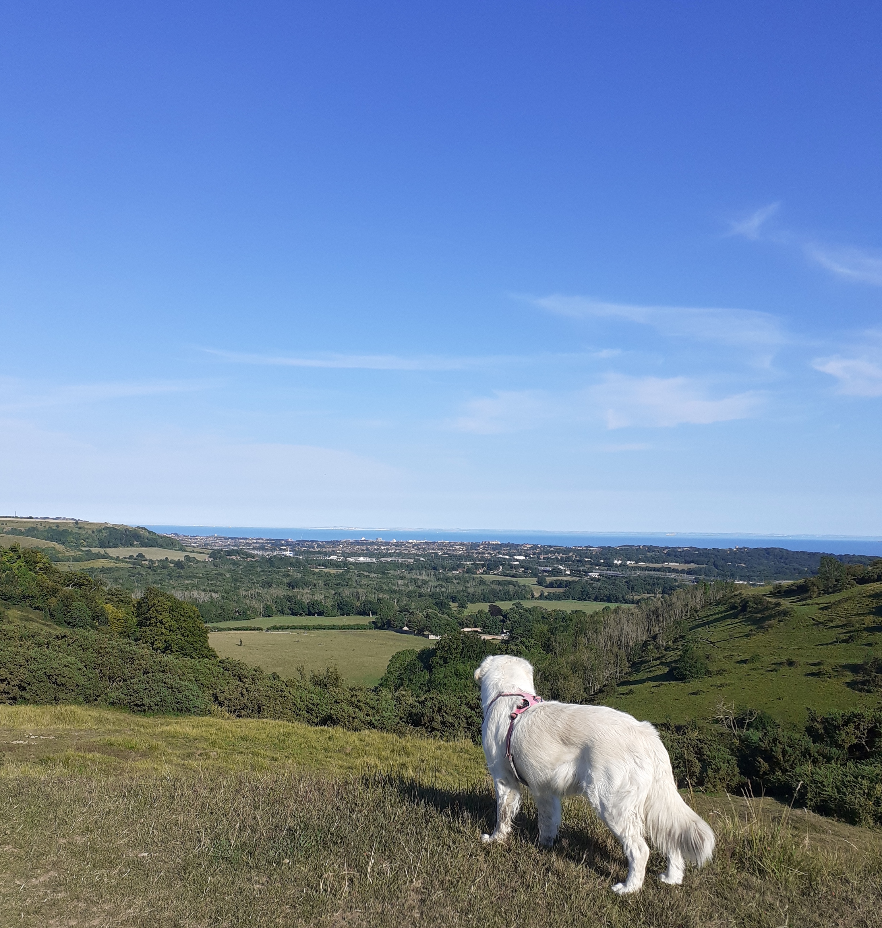 A view from the Garden of England