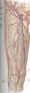 Truncal leg veins