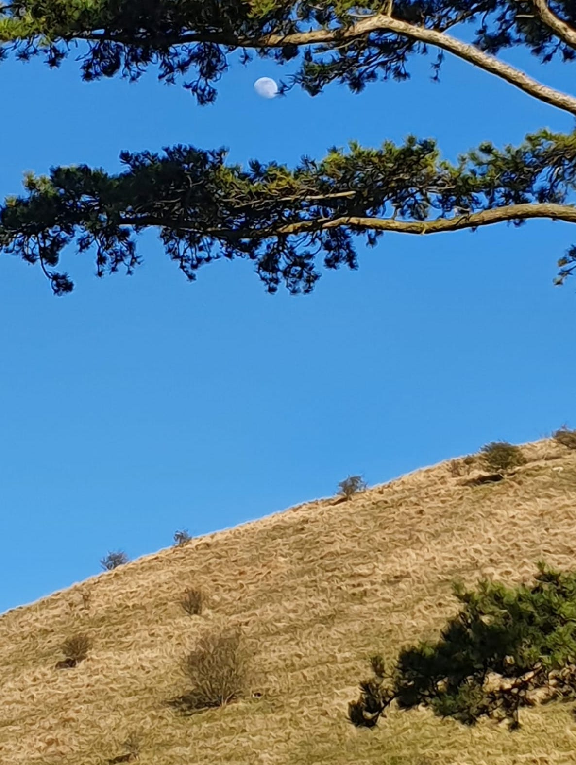 Moon in lonesome pine