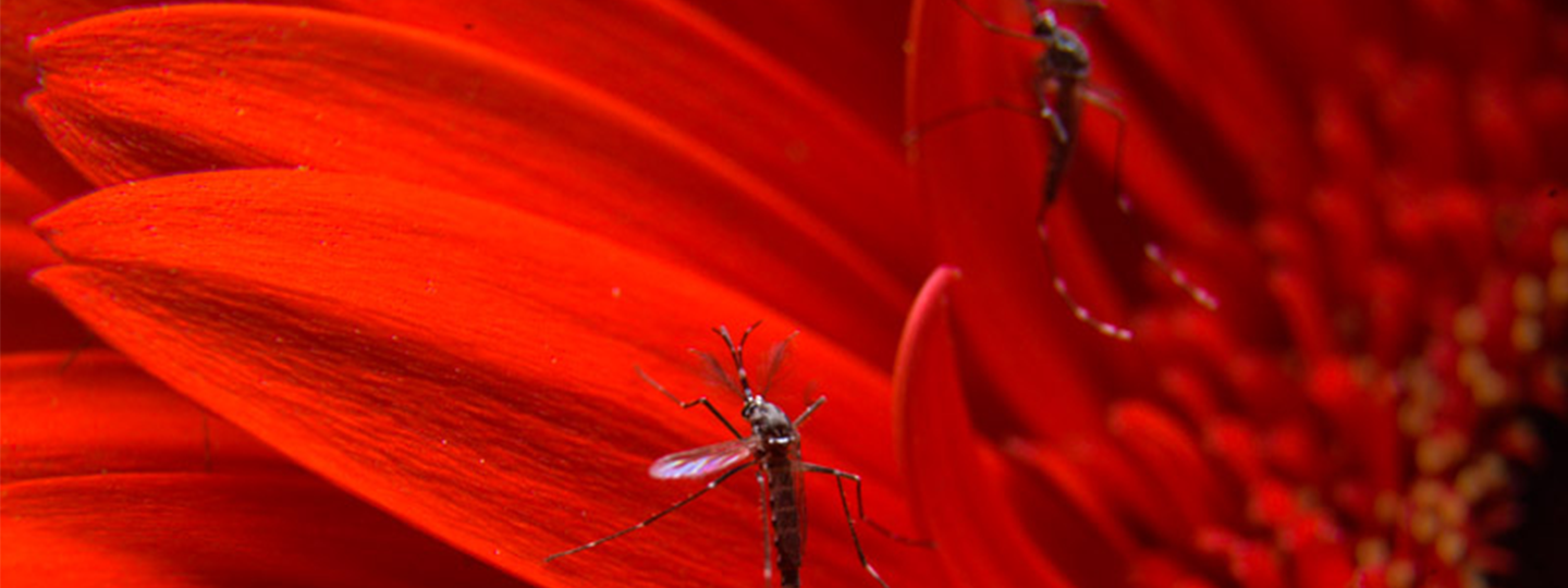 Aedes aegypti dengue mosquitoes