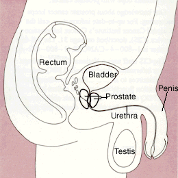 Prostate facts