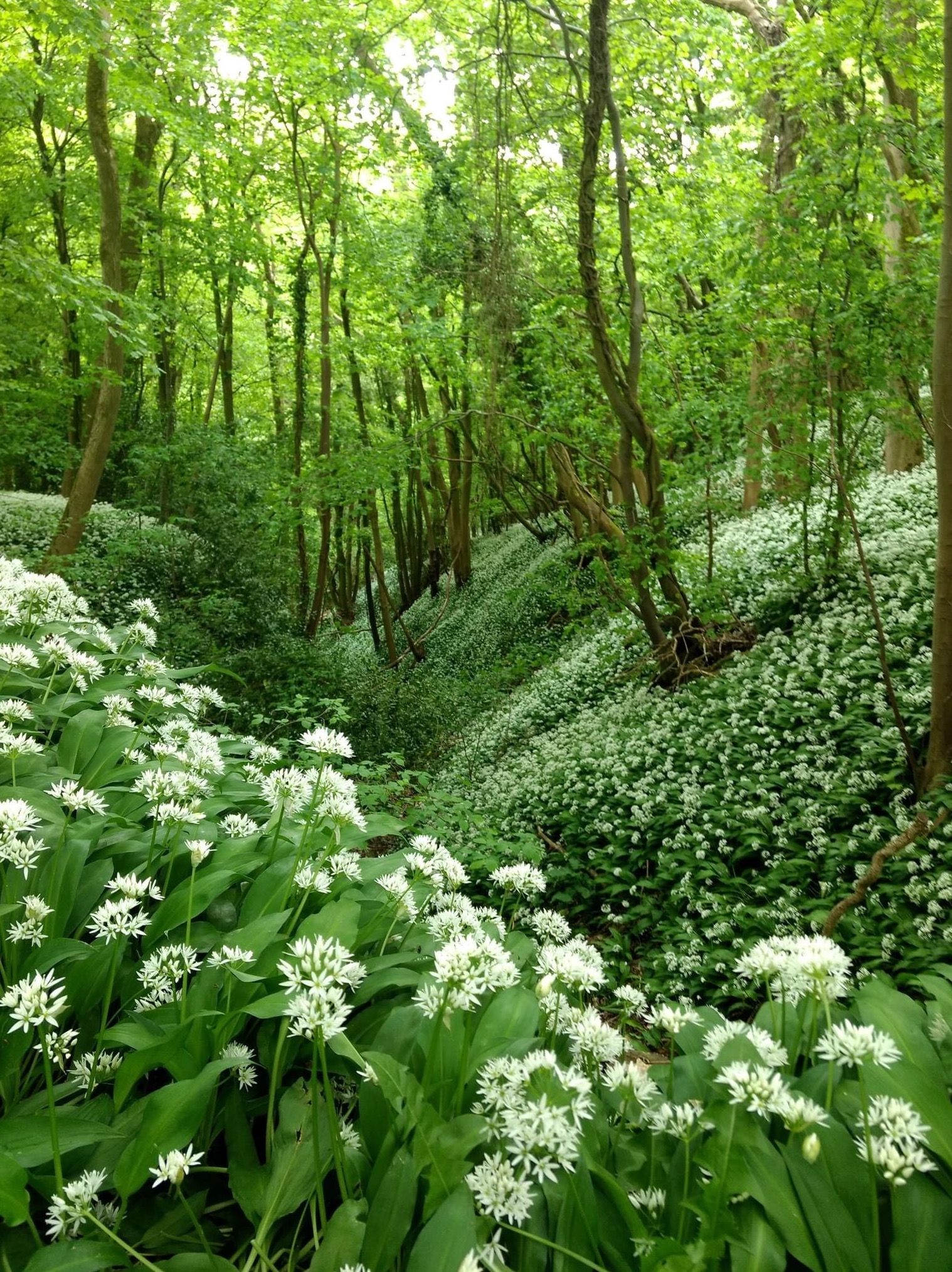 Wild garlic in the woods