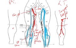 Mapping veins