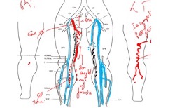 Mapping veins