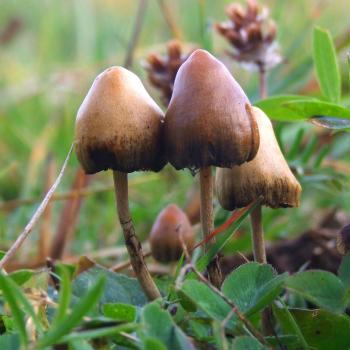 psilocybin eases depression