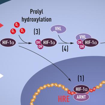 The fundamental biological oxygen switch