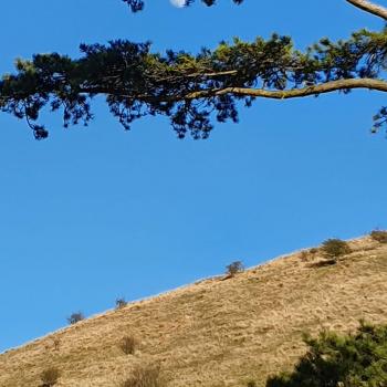 A branch against a blue sky and the full moon in the background