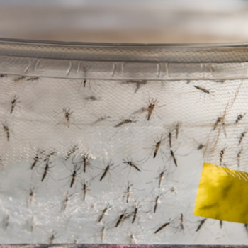 testing mosquitoes