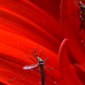 male dengue mosquitoes