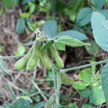 Soy bean and breast cancer