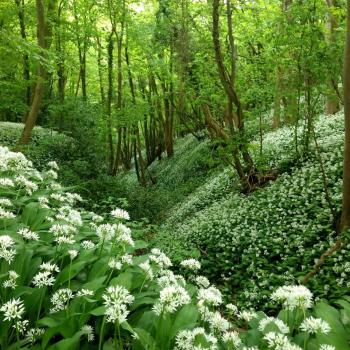 Wild garlic in woods