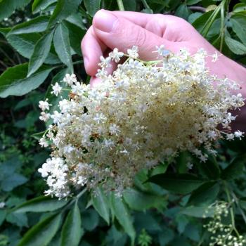 Foraging for flowers