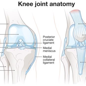 Knee anatomy