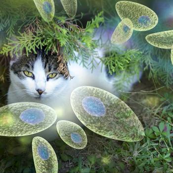 Cats and toxoplasmosis